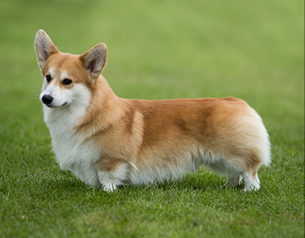 corgi dog